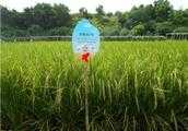 廣東早造水稻品種有哪些？有什麼種植技巧？
