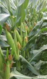 為什麼生產上種植的玉米雜交種穗行數都是偶數？