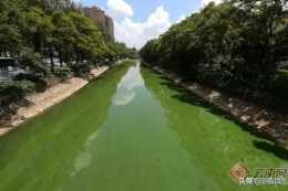 大觀河藍藻富集“嚇壞”昆明市民，目前已消除，你怎麼看？