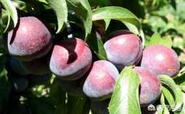 家鄉蘋果和葡萄多，現在有什麼可以在農村做的小買賣呢？