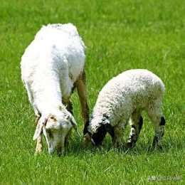 綿羊多聯病啥症狀？