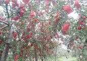 晚熟蘋果即將摘袋，卻恰逢陰雨連綿，那麼果農該怎麼應對？