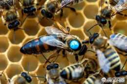 黑蜜蜂多會影響總箱蜜蜂嗎？