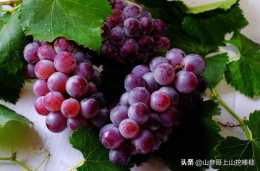 遼寧種植的冰葡萄跟普通葡萄相比，在管理方面有什麼區別?