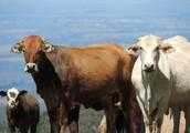 500公斤母牛喂多少克驅蟲藥？