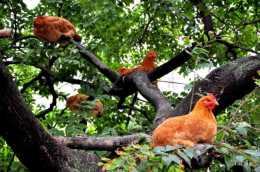 雞為什麼喜歡在樹上待著？