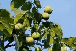 核桃樹能嫁接杏樹嗎？