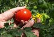 西紅柿需要疏果嗎？