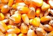 正值玉米豐收季，玉米價格卻出現下跌，後期農民的玉米價格還有上漲的可能嗎？