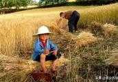 想念農村夏天打麥子的場景，誰來描述自己記憶中的農村麥場文化？