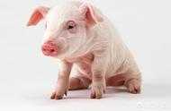 吃飼料的豬和家裡普通餵養的豬有什麼區別？