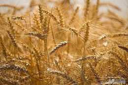 大麥在衡陽地區適合生長嗎？