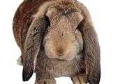 怎麼辨別公羊兔和比利時兔？
