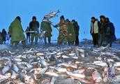 查干湖冬捕有那麼多的魚正常嗎？