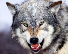 農村老人說進山兜裡揣鹽不怕狼，狼會怕鹽巴是真的嗎?為什麼?