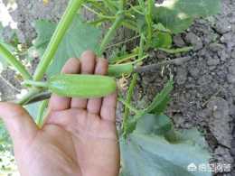 適合江蘇地區種植的水果黃瓜，有哪些高產品種？
