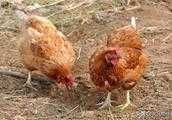 家裡父母沒事養了幾十只雞，怎麼預防雞瘟和治療雞瘟，有沒有大神指導農村最有效方法？