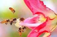 上聯：蜂花相戀天地美，如何對出下聯？