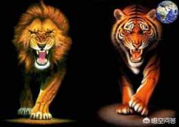 獅子非常廢柴，為什麼卻有人認為可以打贏老虎呢?