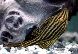 Loricariidae吸甲鯰科（異型魚）的演化、生物學與飼養綜述