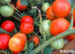 番茄為何出現“青頭”現象，如何治理？
