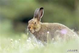 生肖兔晚年生活是安逸還是孤苦呢?