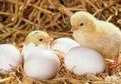 農村養雞，自己孵小雞好養還是買的小雞好養？為什麼？