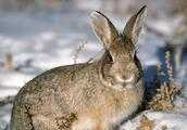 如何處理在野地裡凍死的野兔？