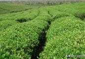 茶樹栽培，茶樹養分需求特點是怎麼樣的？