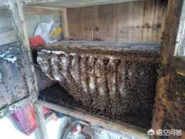 傳統土法木桶養蜂，什麼時間取蜜好？用什麼方式取蜜最合適？