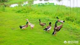 在廢棄的稻田裡可以養殖青頭鴨嗎？