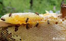 中華蜜蜂一年是取1次蜜好還是取2次蜜好？