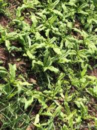 如何防治蔬菜大田蚜蟲的危害，有不打農藥的土方法嗎?