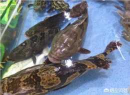 石斑魚苗變瘦，慢慢死亡是什麼病，在網箱用什麼藥才能治好？