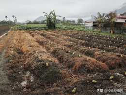 江蘇北方能種植佛手瓜嗎？