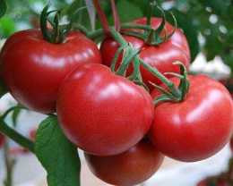 種植番茄，我們該採取哪些措施，可以預防疫病的發生？