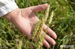 小麥前期因受到了低溫影響造成了凍害，現在小麥長出來的麥穗成活率高嗎？