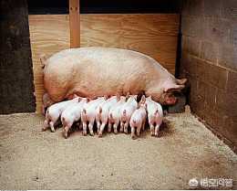 如何處理母豬子宮內未產出的小豬遺骸？