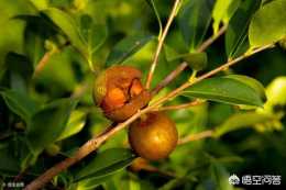 茶果樹怎麼管理才能高產,施什麼肥料才不會落果。求解答,謝謝？