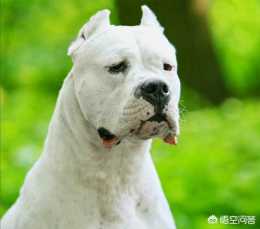 杜高犬是種什麼樣的狗？