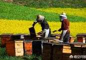 已經進入春季了，蜂蜜在幾月份踩蜂蜜最比較適合？