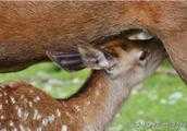 梅花鹿的幼崽怎麼管理？
