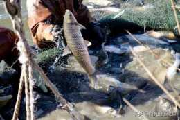 別人魚塘的魚放在自家魚塘為什麼會死掉?