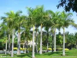 海口市樹椰子樹的生長習性是怎樣的呢？