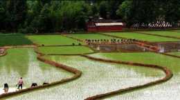 種植水稻效益如何？