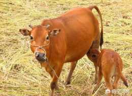 圈養牲畜都有哪些常見外科疾病？如何預防和治療呢？