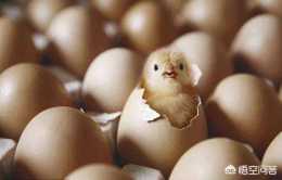 野雞蛋如何孵化？