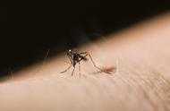 為什麼黑花蚊子和普通蚊子不同？