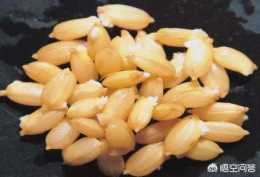 水稻種子在發芽期間應該注意哪些事項？