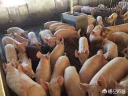 如何做好生長肥育豬的飼養管理？